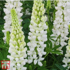 Lupin Gallery Collection -Perfect Greenery lupin white