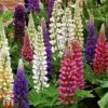 Lupin 'Gallery' (Gallery Series) -Perfect Greenery lupin1