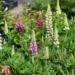 Lupin 'Gallery' (Gallery Series) -Perfect Greenery lupin3