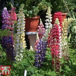 Lupin 'Gallery' (Gallery Series) -Perfect Greenery lupin4
