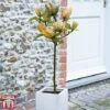 Magnolia 'Sunspire' -Perfect Greenery magn suns