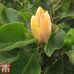 Magnolia 'Sunspire' -Perfect Greenery magn suns3