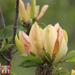 Magnolia 'Sunspire' -Perfect Greenery magn suns4
