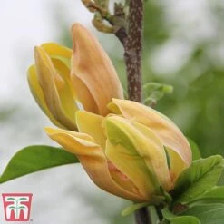 Magnolia 'Sunspire' -Perfect Greenery magn suns5