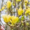 Magnolia X Brooklynensis 'Yellow Bird' -Perfect Greenery magnolia1