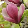 Magnolia 'Satisfaction' -Perfect Greenery magnolia2