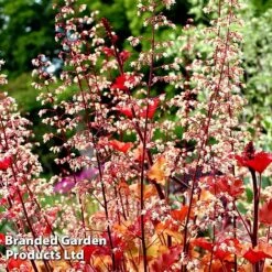 Heuchera 'Marmalade' -Perfect Greenery marma