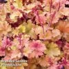 Heuchera 'Marmalade' -Perfect Greenery marmal