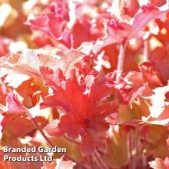 Heuchera 'Marmalade' -Perfect Greenery marmalade