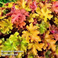 Heuchera 'Marmalade' -Perfect Greenery marmalade2