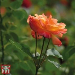 Rose 'Climbing Masquerade' 7 Rose 'Climbing Masquerade' -Perfect Greenery masq2