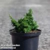 Chamaecyparis Obtusa 'Maureen' -Perfect Greenery maureen1
