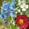 Meconopsis 'Union Jack' Collection 1 Meconopsis 'Union Jack' Collection -Perfect Greenery meco1