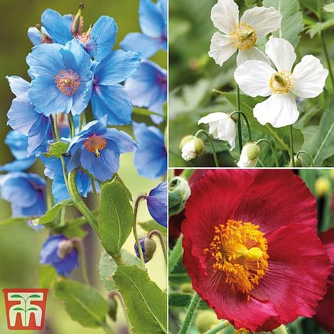 Meconopsis 'Union Jack' Collection 3 Meconopsis 'Union Jack' Collection