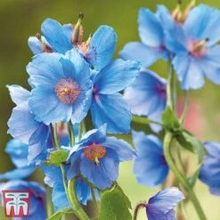 Meconopsis 'Union Jack' Collection 7 Meconopsis 'Union Jack' Collection -Perfect Greenery meco2