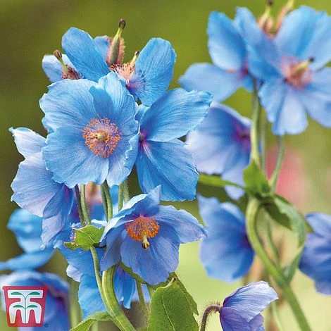 Meconopsis 'Union Jack' Collection 4 Meconopsis 'Union Jack' Collection - Image 2