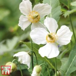 Meconopsis 'Union Jack' Collection 8 Meconopsis 'Union Jack' Collection -Perfect Greenery meco3