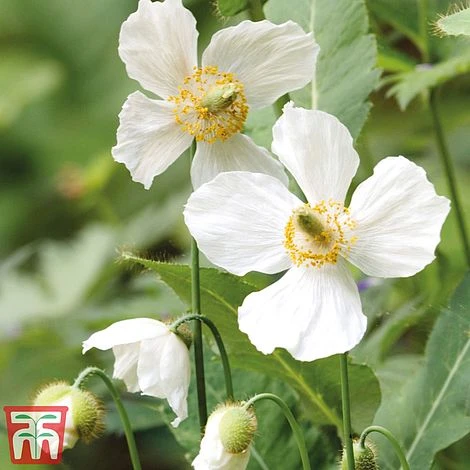 Meconopsis 'Union Jack' Collection 5 Meconopsis 'Union Jack' Collection - Image 3
