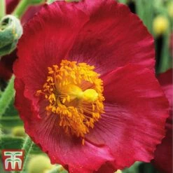 Meconopsis 'Union Jack' Collection 9 Meconopsis 'Union Jack' Collection -Perfect Greenery meco4