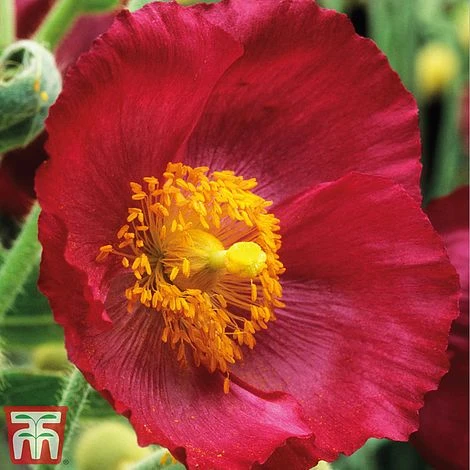 Meconopsis 'Union Jack' Collection 6 Meconopsis 'Union Jack' Collection - Image 4