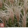 Miscanthus Sinensis 'Cute One' -Perfect Greenery misc cute