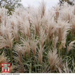 Miscanthus Sinensis 'Cute One' -Perfect Greenery misc cute2