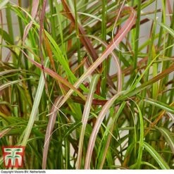 Miscanthus Sinensis 'Ruby Cute' -Perfect Greenery misc ruby2