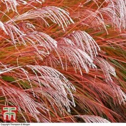 Miscanthus 'Indian Summer' 5 Miscanthus 'Indian Summer' -Perfect Greenery misc2