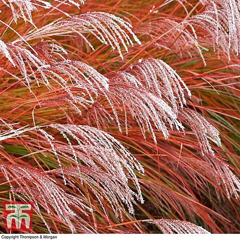Miscanthus 'Indian Summer' 4 Miscanthus 'Indian Summer' - Image 2
