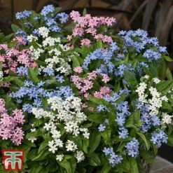 Forget-Me-Not Mixed -Perfect Greenery mix mye