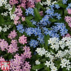 Forget-Me-Not Mixed -Perfect Greenery mix myo