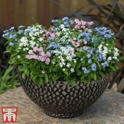Forget-Me-Not Mixed -Perfect Greenery mix myt