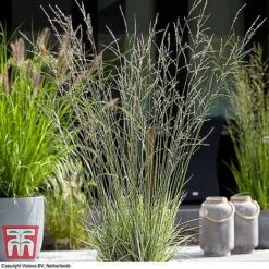 Architectural Grasses Collection -Perfect Greenery moli most1