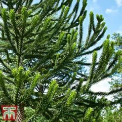 Araucaria Araucana -Perfect Greenery monk3