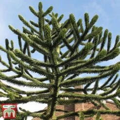 Araucaria Araucana -Perfect Greenery monk4