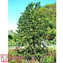 Araucaria Araucana -Perfect Greenery monk6