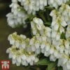 Pieris Japonica 'Mountain Fire' -Perfect Greenery mountain fire 1