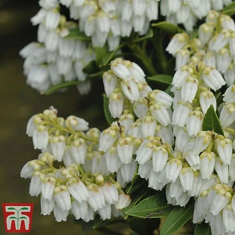 Pieris Japonica 'Mountain Fire' 3 Pieris Japonica 'Mountain Fire'