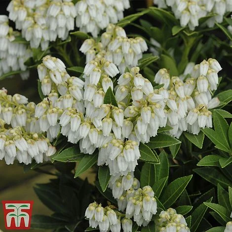 Pieris Japonica 'Mountain Fire' 4 Pieris Japonica 'Mountain Fire' - Image 2