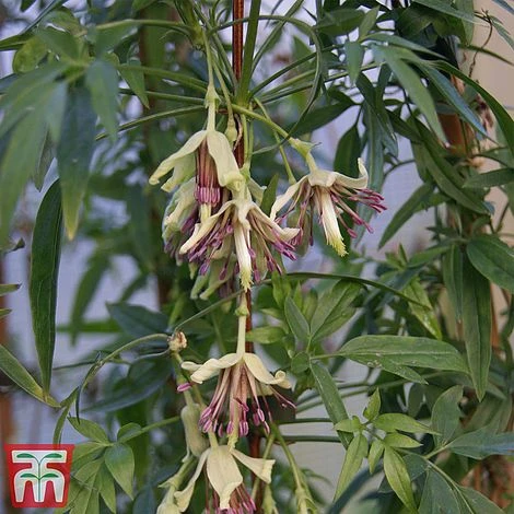 Clematis Napaulensis 6 Clematis Napaulensis - Image 4