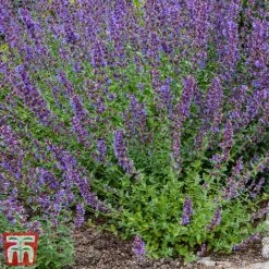 Nepeta Racemosa 'Walkers Low' -Perfect Greenery nepe2
