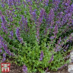 Nepeta Racemosa 'Walkers Low' -Perfect Greenery nepe3