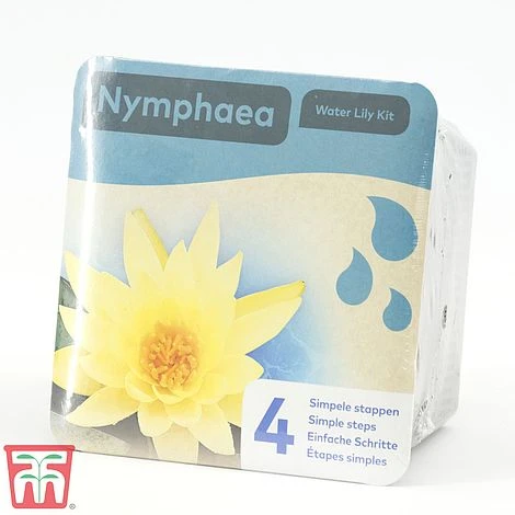 Water Lily Yellow With A Pond Basket 4 Water Lily Yellow With A Pond Basket - Image 2