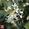 Osmanthus X Burkwoodii 2 Osmanthus X Burkwoodii -Perfect Greenery osma burk