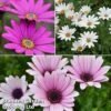 Osteospermum Blush Collection (Hardy) 1 Osteospermum Blush Collection (Hardy) -Perfect Greenery oste trio
