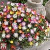 Delosperma Cooperi 'Jewel Of Desert' Collection -Perfect Greenery osteo1