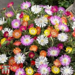 Delosperma Cooperi 'Jewel Of Desert' Collection 5 Delosperma Cooperi 'Jewel Of Desert' Collection -Perfect Greenery osteo2