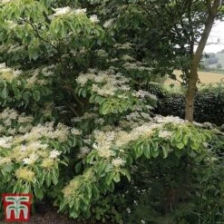 Cornus Controversa 'Pagoda' -Perfect Greenery pag2