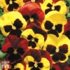 Pansy 'Autumn Blaze Mixed' (Garden Ready) 2 Pansy 'Autumn Blaze Mixed' (Garden Ready) -Perfect Greenery pansy