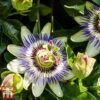 Passiflora Caerulea -Perfect Greenery pass cae